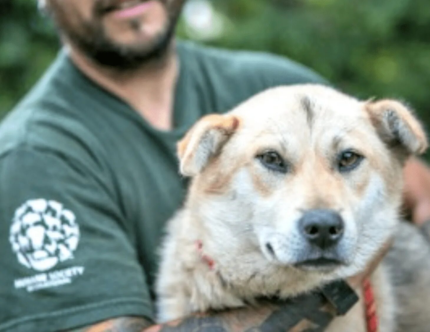 Поиск собаки по фото Look of Relief on the Face of a Puppy Rescued From a Meat Farm Will Make Your Da