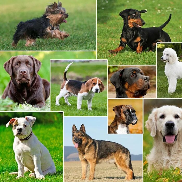 Поиск собаки по фото The Most Popular Dog Breeds in the U.S.