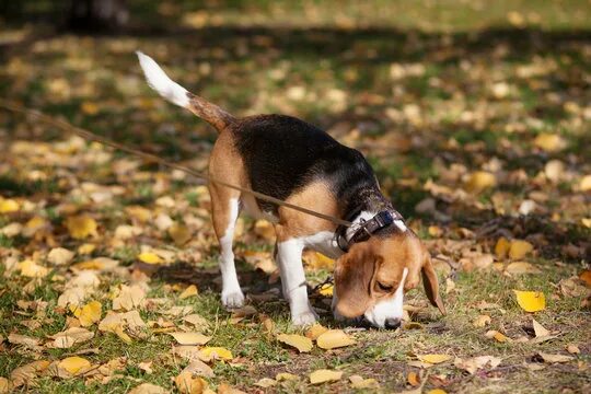 Поиск собаки по фото Dog Sniffing Изображения: просматривайте стоковые фотографии, векторные изображе