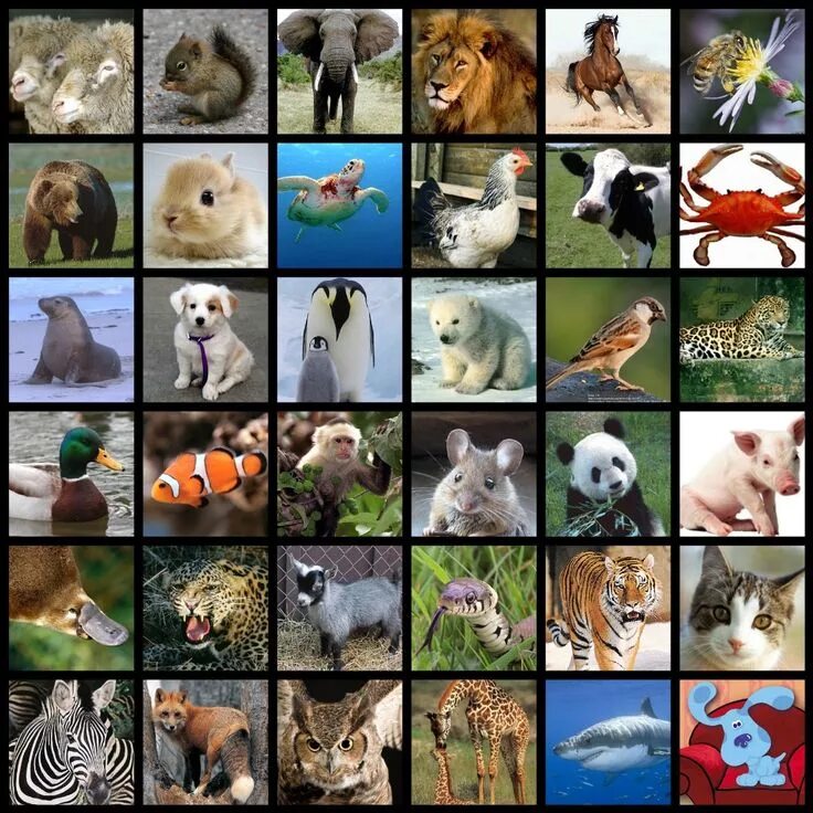 Поиск животного по фото Animal Collage Rare animals, Endangered animals, Animal pictures