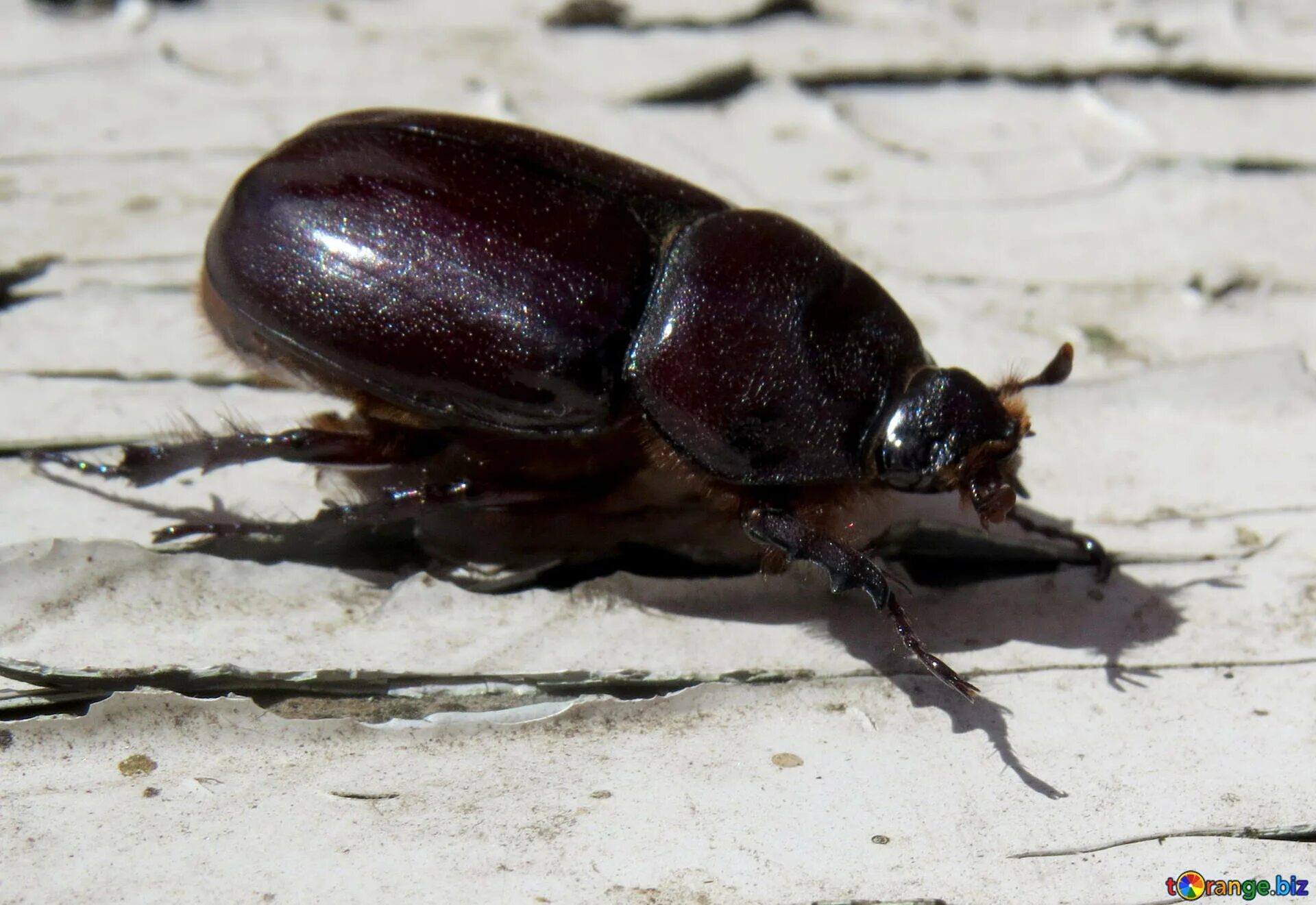 Поиск жука по фото Rhinoceros beetle free image - № 46614