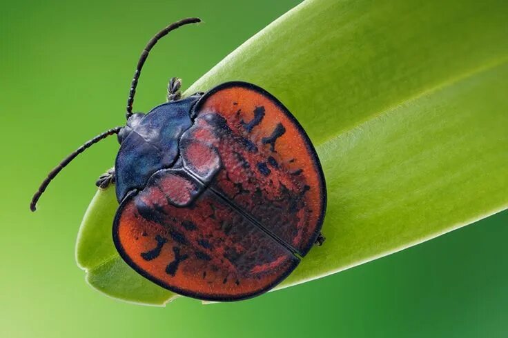 Поиск жука по фото Bugs Leaf beetle Macro Animals Closeup Tortoise beetle, Beetle, Leaf beetle