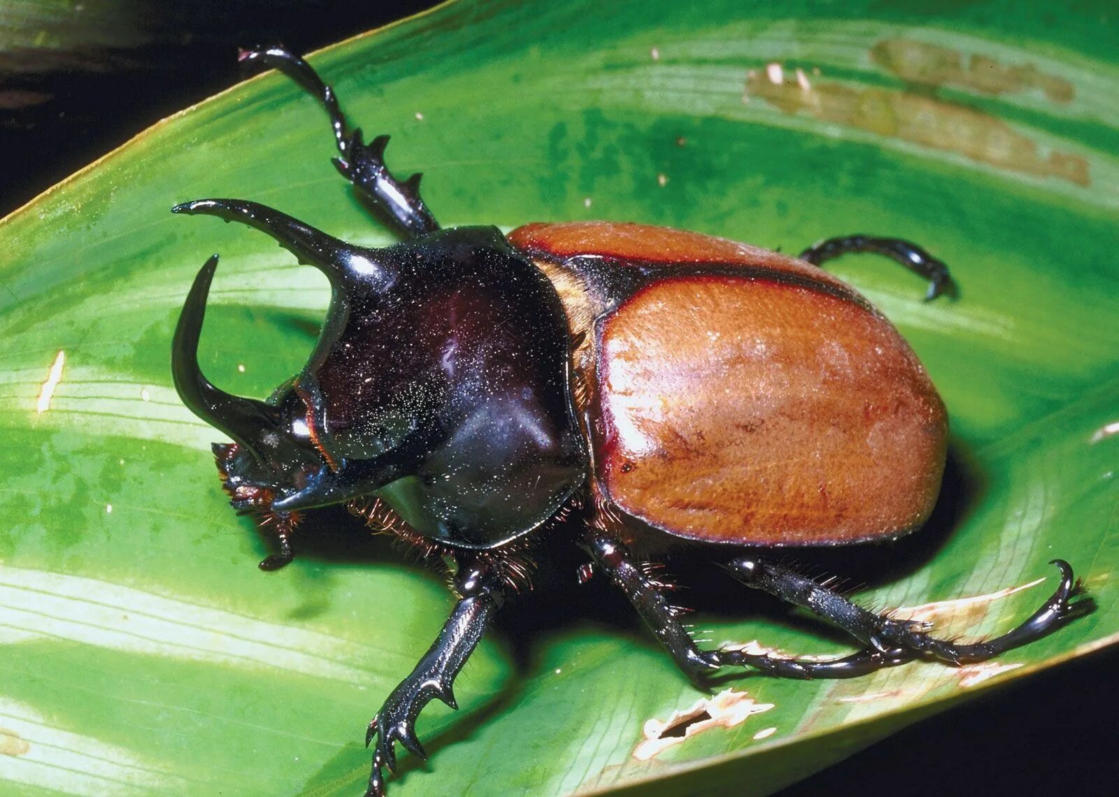 Поиск жука по фото Rhinoceros beetle Horned Insects, Lifespan & Habitat Britannica