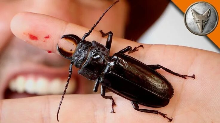 Поиск жуков по фото Картинки по запросу жук Stag beetle, Beetle, Rhino beetle