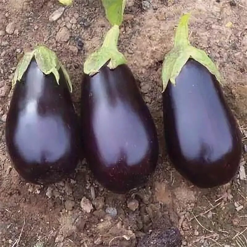 Показать баклажаны болеро фото партнера Eggplant Traviata F1 Organic - This outstanding organic eggplant offers high yie