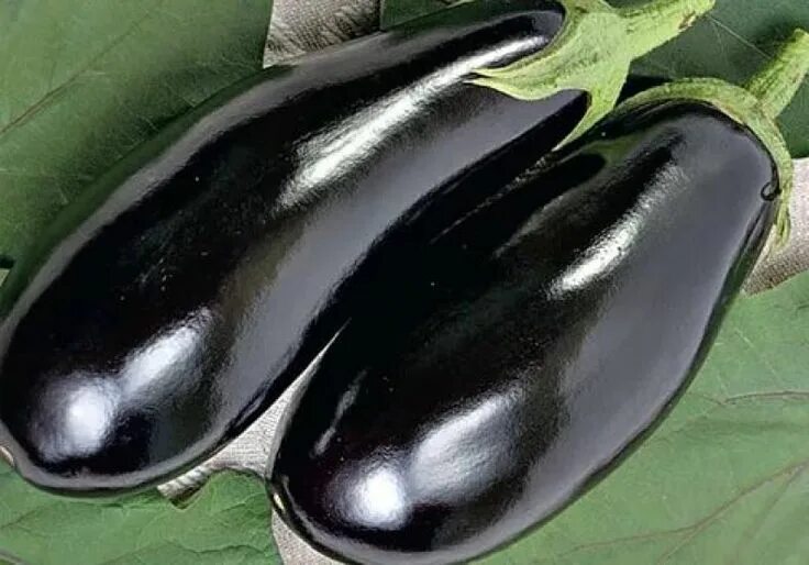 Показать баклажаны болеро фото партнера баклажан Черный принц Planting seeds, Eggplant, Home garden plants