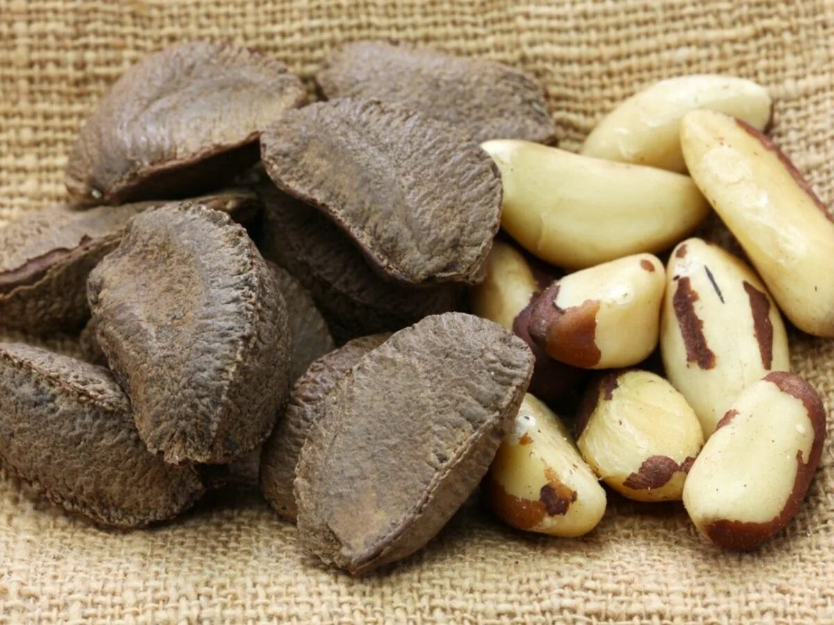 Показать бразильский орех фото What Are Brazil Nuts - Information And Tips On Growing Brazil Nuts Gardening Kno