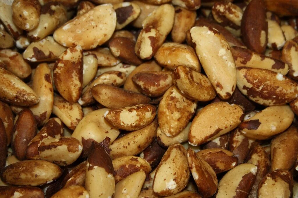 Показать бразильский орех фото Dry Roasted Brazil Nuts - Cananut