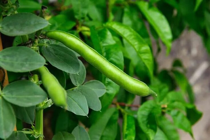 Показать фото бобов The Difference Between Peas and Beans and Why it Matters Growing vegetables, Veg