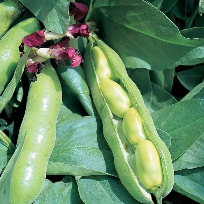 Broad Bean (Vicia faba) small Seed ,Fava beans ! Haushaltstipps, Kräuter, Tipps