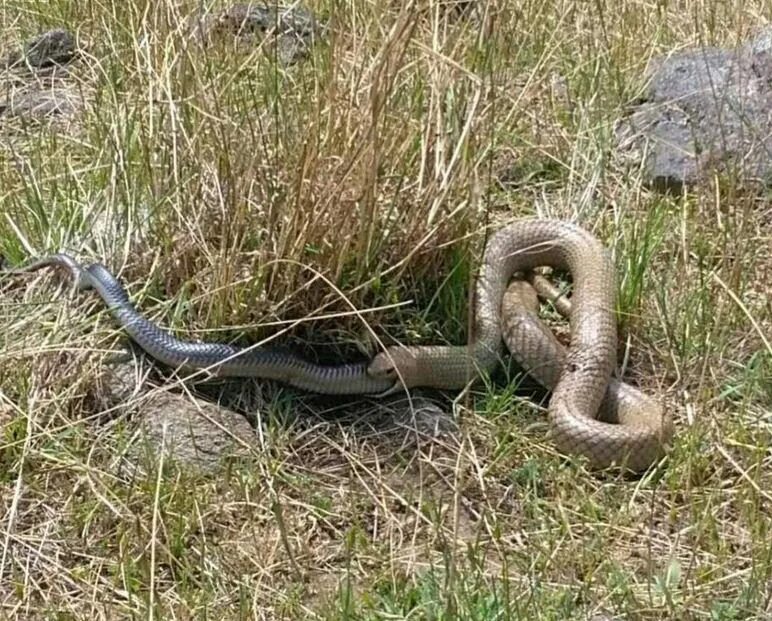 Показать фото дагестане обитающие ядовитые змеи Sickening moment deadly brown snake devours another snake in front of horrified 