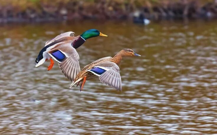 Показать фото диких уток Duck wallpaper, Duck pictures, Bird wallpaper