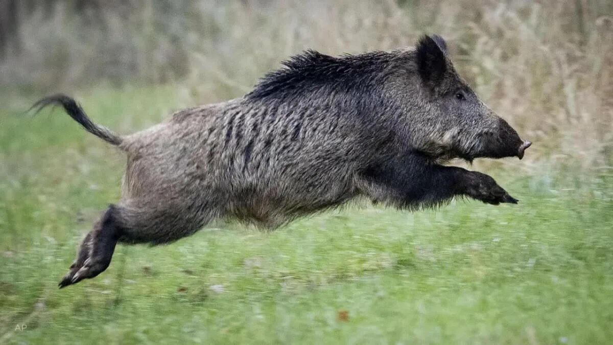 Показать фото дикого кабана Anger in France after 158 boar killed in single hunt