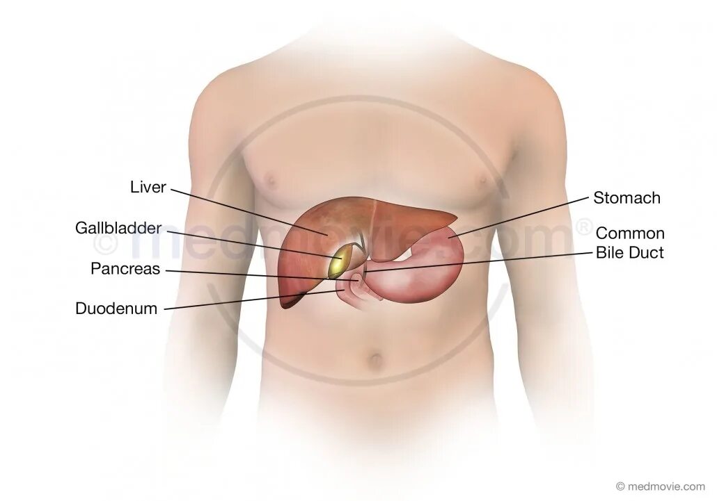 Показать фото где находится печень Anatomy Of The Liver And Gallbladder - Anatomy Book