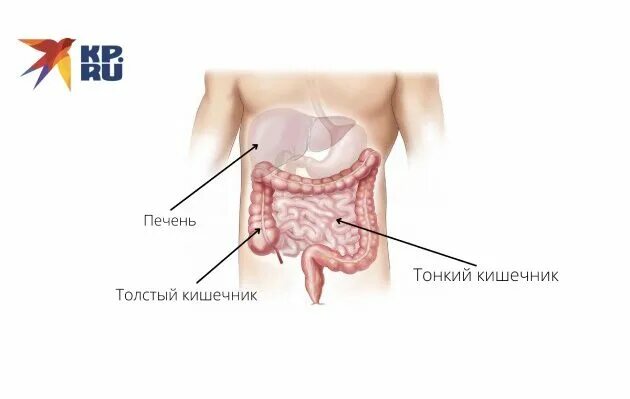 Показать фото где находится печень Как болит и где расположена печень у человека: фото