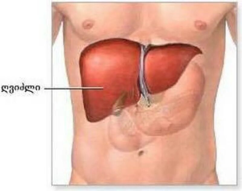 Показать фото где находится печень Картинки ГДЕ РАСПОЛОЖЕНА ПЕЧЕНЬ КАРТИНКИ