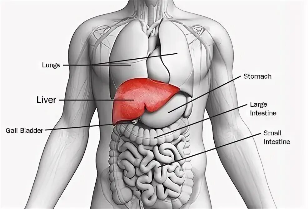 Показать фото где находится печень Liver Cancer Symptoms and Causes I Magazineup