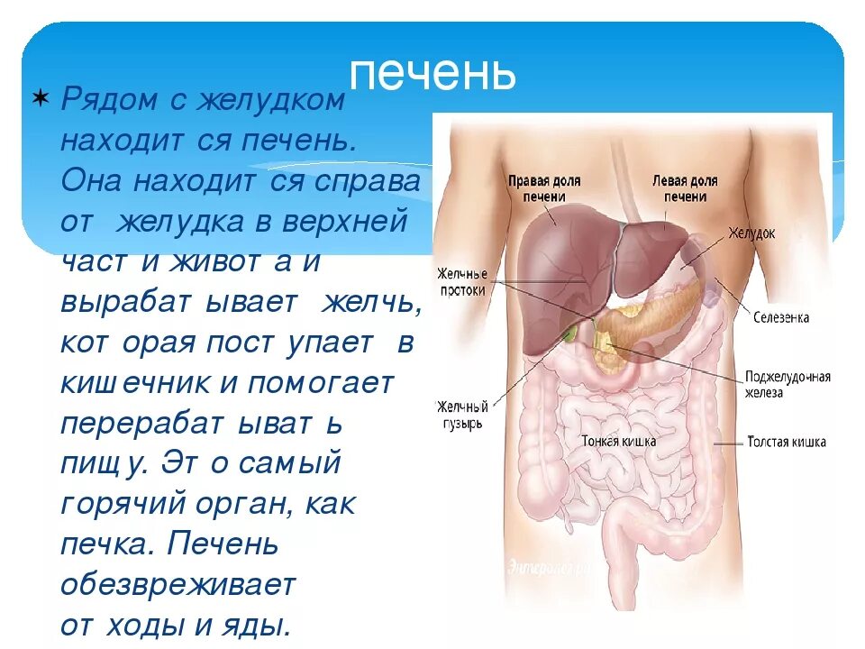 Показать фото где находится печень Где находится печень симптомы