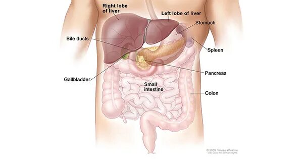 Показать фото где находится печень Liver and Bile Duct Cancer—Health Professional Version - NCI