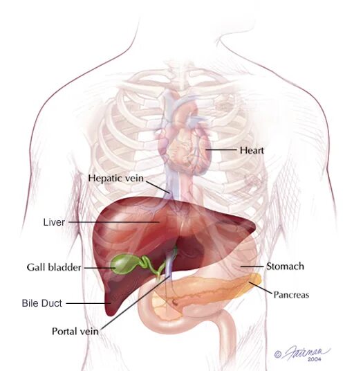 Показать фото где находится печень Anatomy of Liver Mets