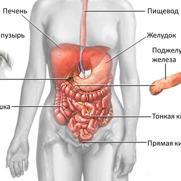 Показать фото где находится печень Печень находится - ПЕЧЕНЬ В ОРГАНИЗМЕ ЧЕЛОВЕКА И ЕЕ ФУНКЦИИ - ГБУЗ РТ Реснаркоди