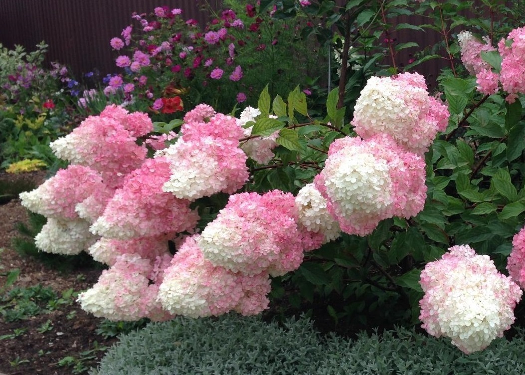 Гортензия метельчатая Санди Фрейз (Hydrangea paniculata Sundea Fraise) 10л штамб