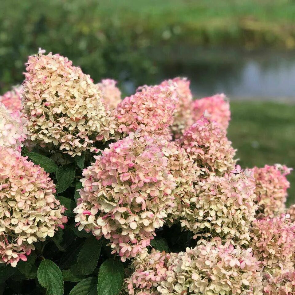 Показать фото гортензии метельчатой Гортензия метельчатая Пинкачу (Hydrangea paniculata Pinkachu) купить саженцы в М