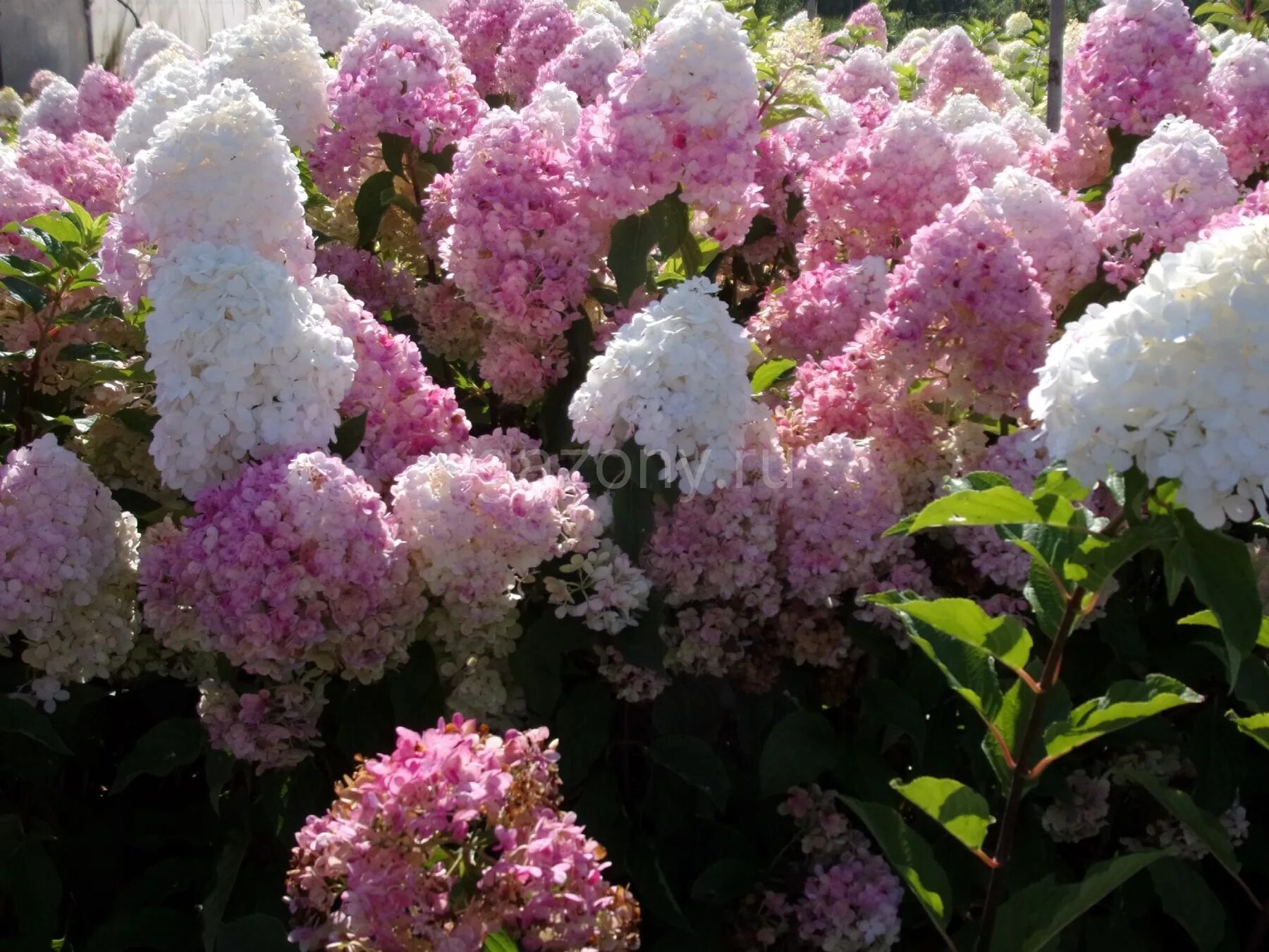 Показать фото гортензии метельчатой Гортензия метельчатая Hydrangea paniculata "Vanille Fraise" : С20 (Грунт), h=50-