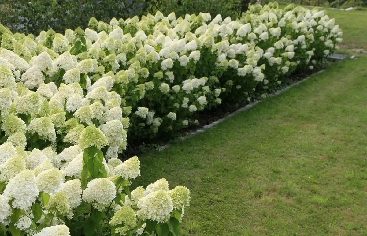 Показать фото гортензии метельчатой Гортензия метельчатая "Фантом" (Hydrangea paniculata `Phantom`) - Димитрово