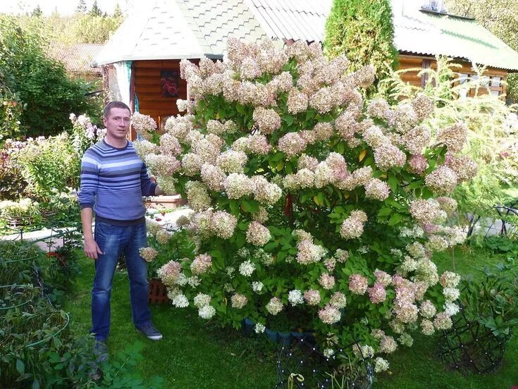 Показать фото гортензии метельчатой Гортензия, сорт "Grandiflora" (Грандифлора) Цветущие кустарники, Затененный сад,