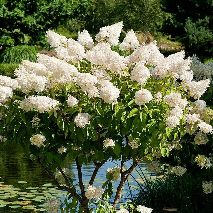 Показать фото гортензии метельчатой Krukodlad Syrenhortensia, Hydrangea paniculata 'Grandiflora' Hortensia, Hortensi