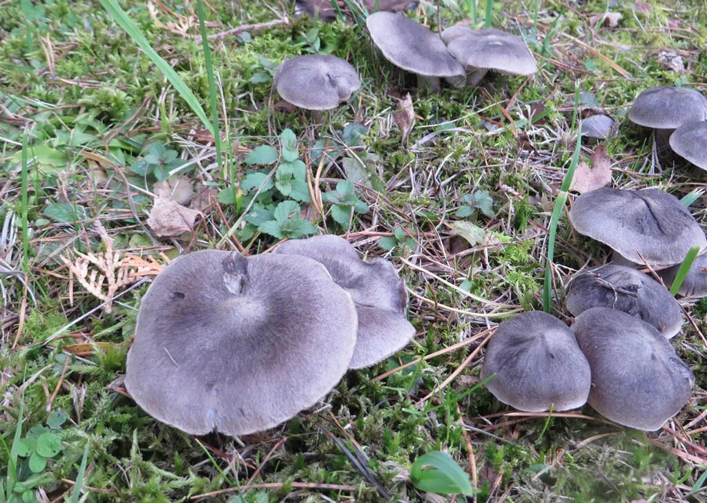 Показать фото грибов рядовки Рядовка землистая, или мышата (Tricholoma terreum)