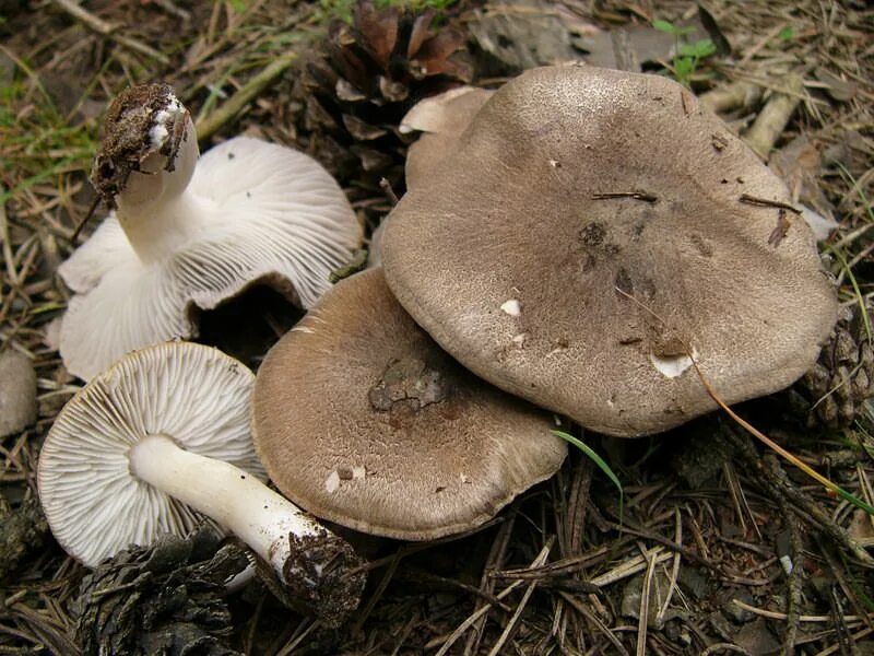 Показать фото грибов рядовки Рядовка землистая (Tricholoma terreum). Фото на сайте "Грибы Калужской области"