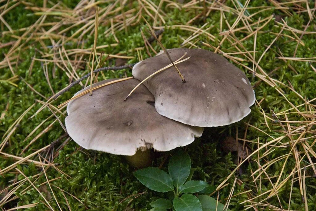 Показать фото грибов рядовки Рядовка серая, или серый песочник (Tricholoma portentosum)