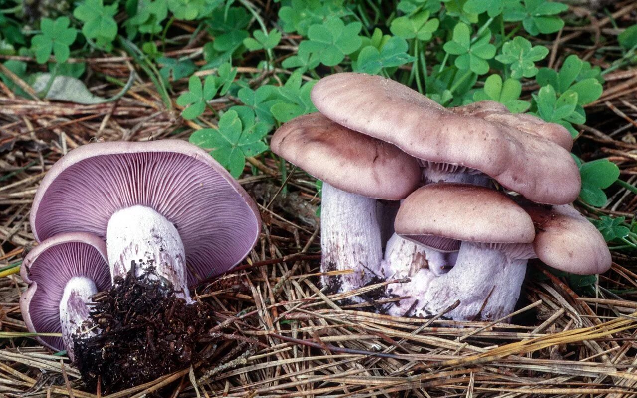 Показать фото грибов рядовки Рядовка фиолетовая (Lepista nuda) Энциклопедия грибов Stuffed mushrooms, Edible 