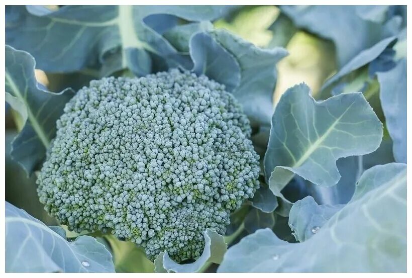 A friend from Spain taught me how to cook delicious cauliflower and broccoli - p