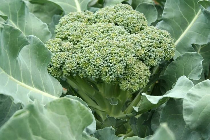 Показать фото капусты брокколи How to Grow Broccoli Plants Planting and Care Growing broccoli, Broccoli plant, 