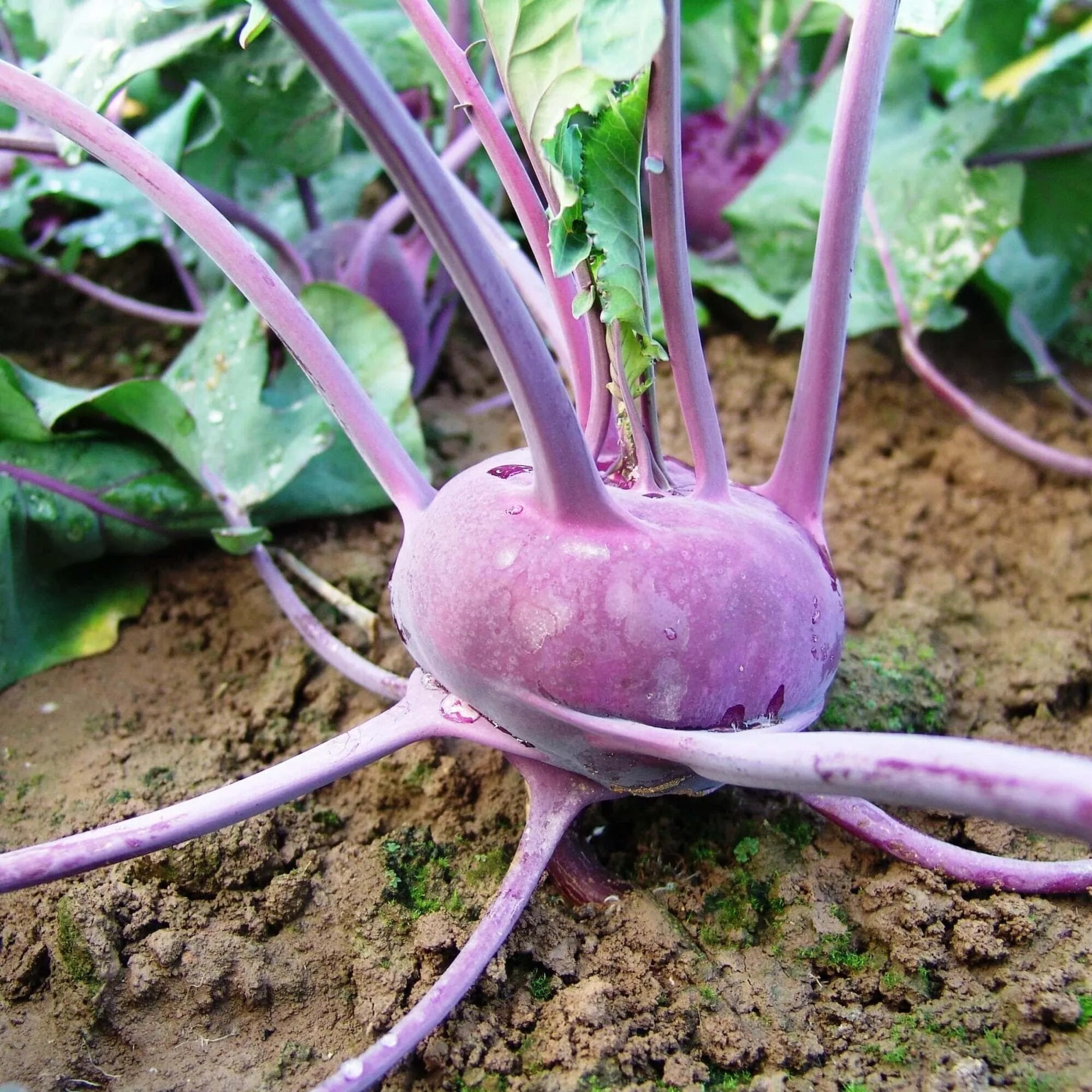 Kohlrabi Зображення - огляд 22,052 Стокові фото, векторні зображення й відео Ado