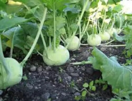 Показать фото капусты кольраби Hybrid seeds Indian, Bangladeshi Seeds Kohlrabi, Kholrabi, Shalgom, Olkopi ওলকপি