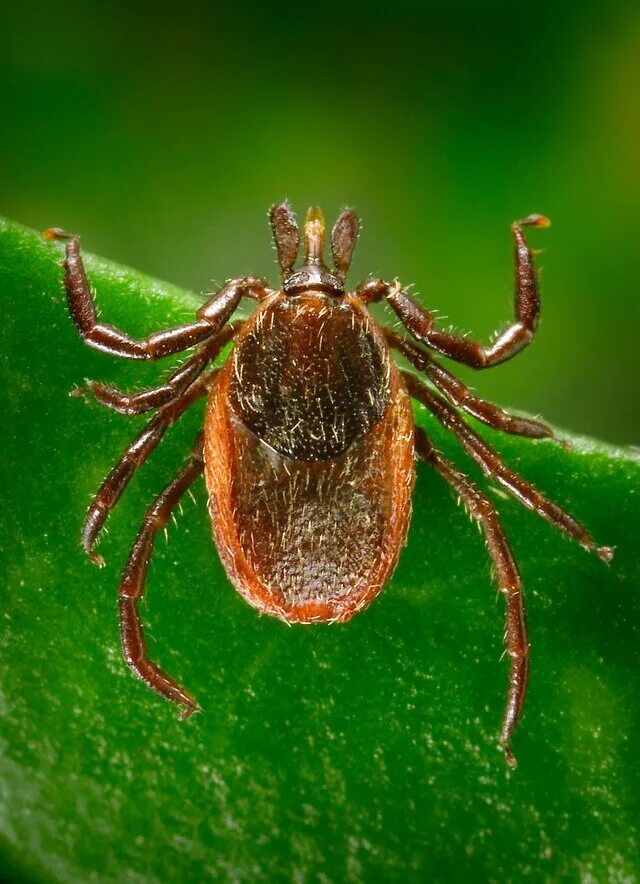 Показать фото клеща лесного File:Ixodes pacificus.tif - Wikipedia