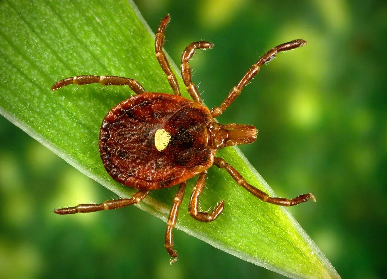 Показать фото клеща лесного Tick linked to dangerous virus in people now found in at least 6 states