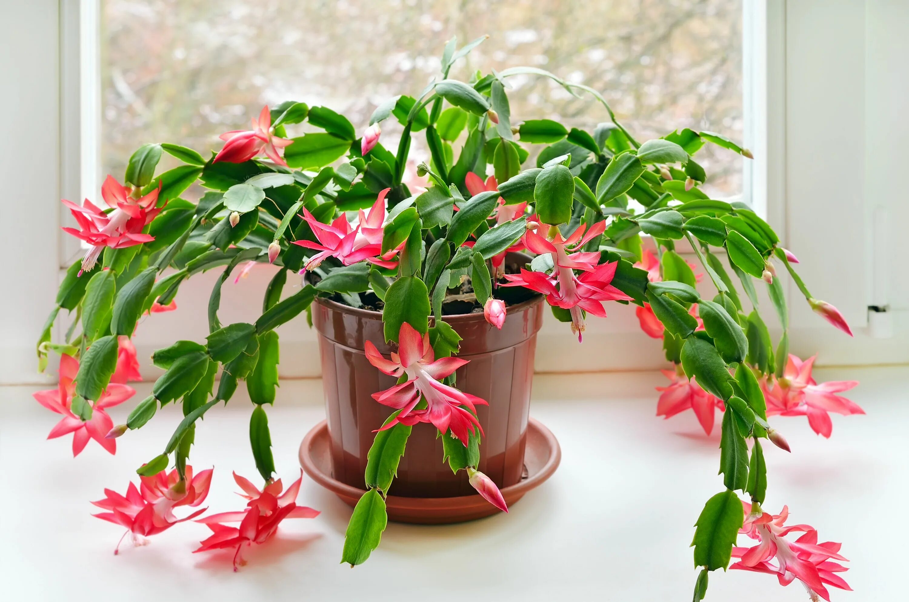 Показать фото комнатных цветов How to Care for Christmas Cactus Plants Hunker Plantas de invierno, Jardineria y