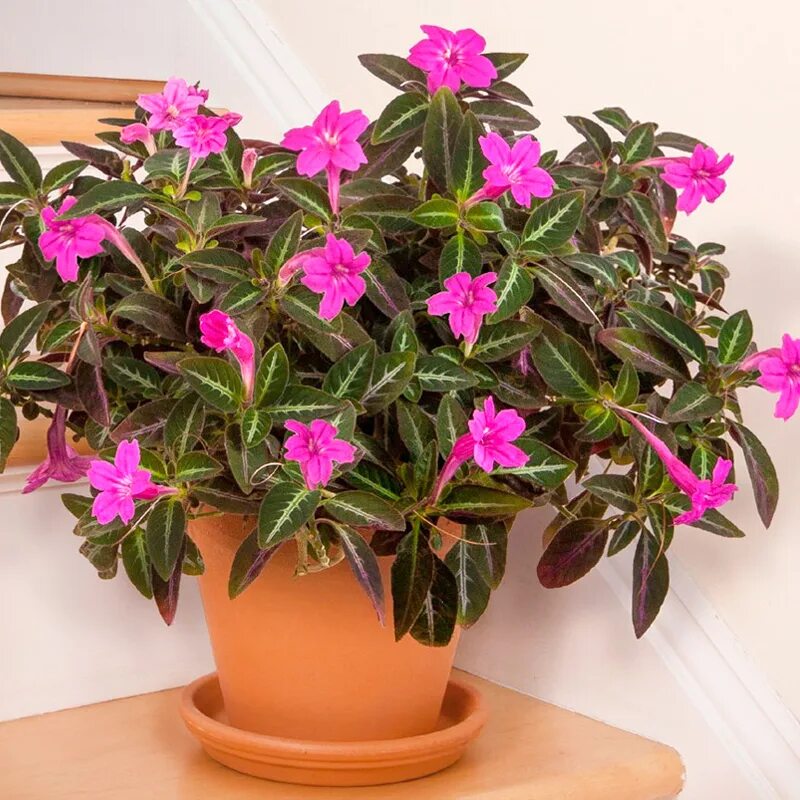 Показать фото комнатных цветов Руэллия Портеллы (Ruellia portellae) - Рассада цветов и овощей.