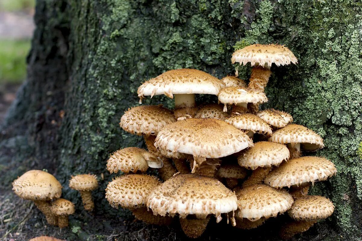 Показать фото королевских опят File:Krumskrællet skælhat (Pholiota squarrosa) 3.jpg - Wikimedia Commons