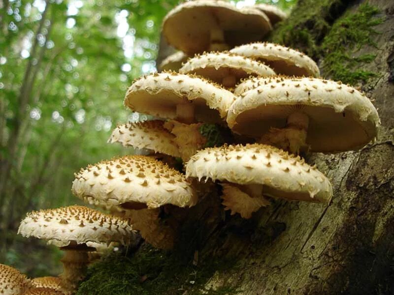 Показать фото королевских опят Pholiota squarrosa. Фото на сайте "Грибы Калужской области"