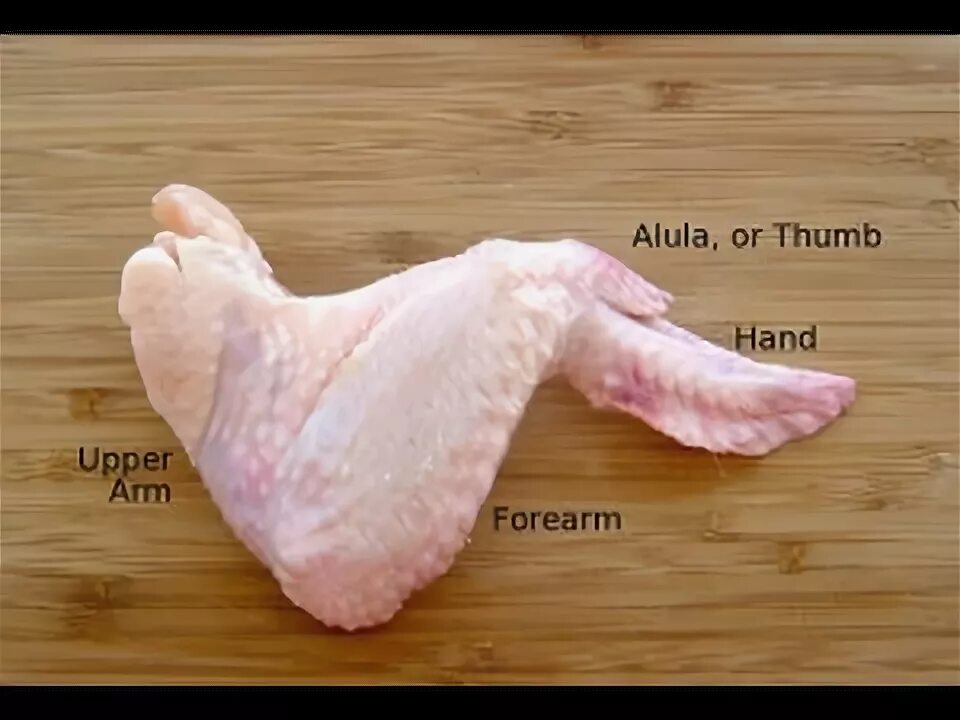 Показать фото кости крыла курицы GCSE PE - Lesson 13 - Musculoskeletal Revision - Chicken Dissection - YouTube