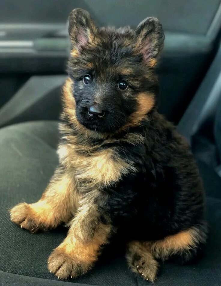 Показать фото немецкой овчарки щенка Pin on Puppy Love German shepherd dogs, German shepherd puppies, Shepherd dog