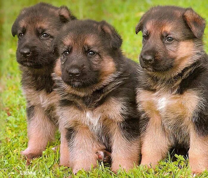 Показать фото немецкой овчарки щенка 20 German Shepherd Puppies That You'll Want to Take Home Immediately Shepherd pu