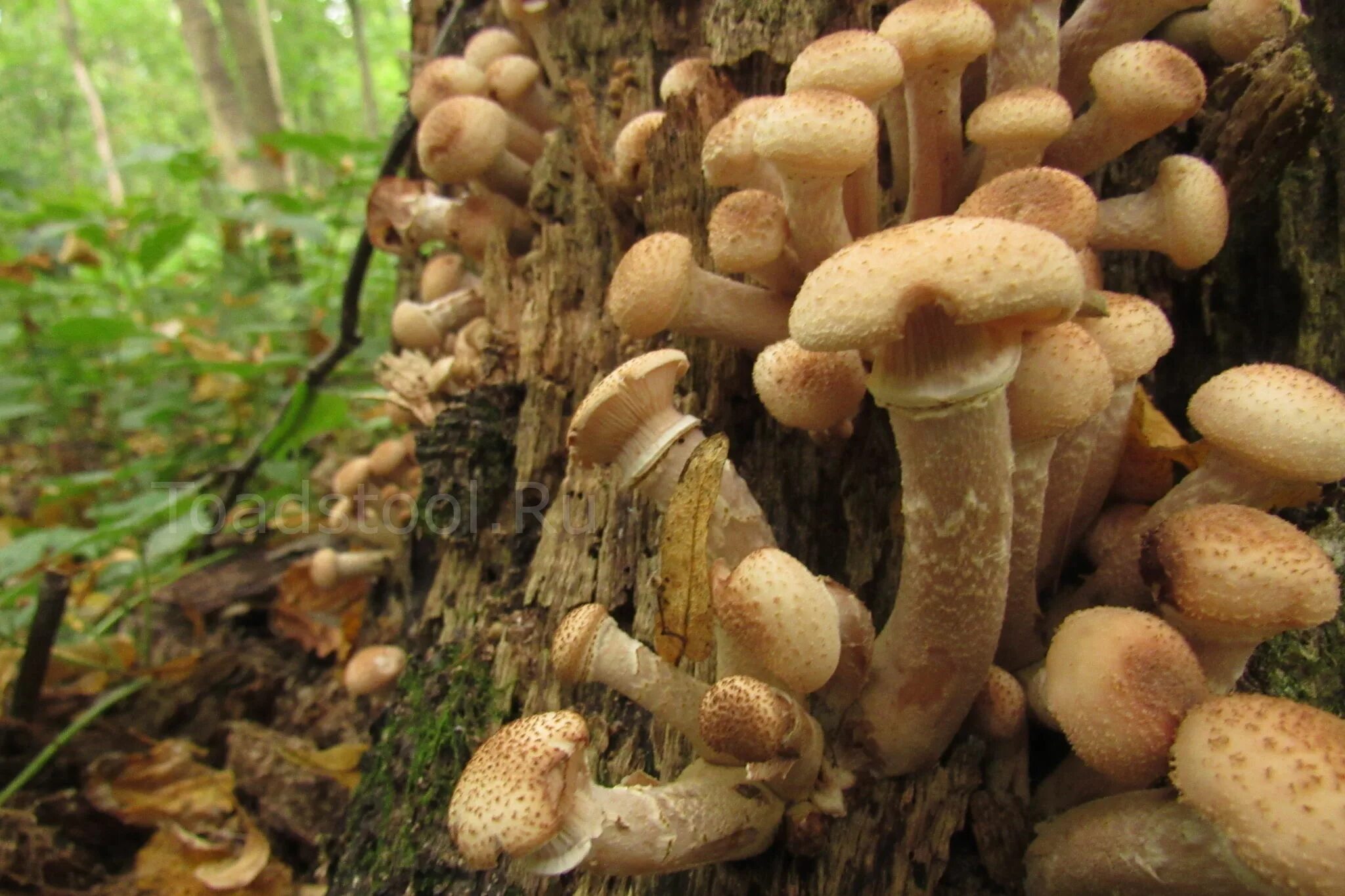 Показать фото опят Armillaria borealis, Опенок осенний северный