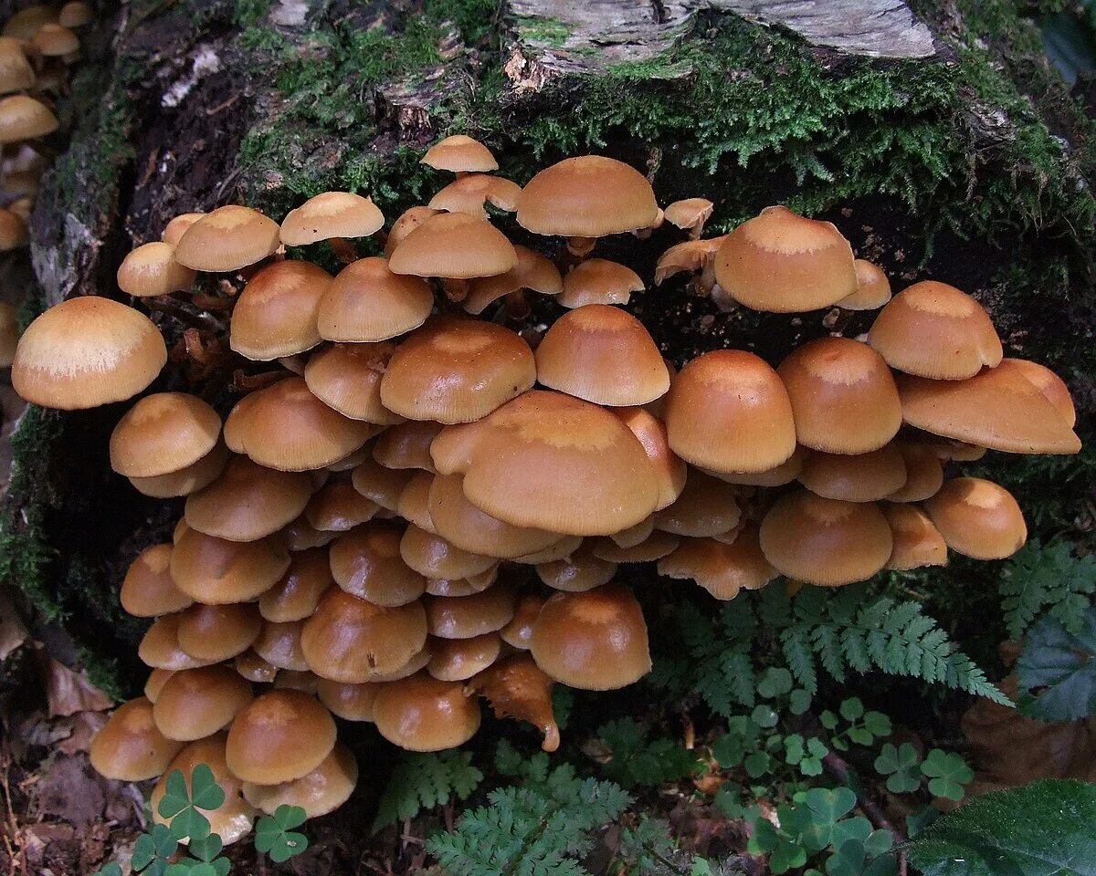 Показать фото опят Fichier:Psathyrella piluliformis B1.1.jpg - Wikipédia